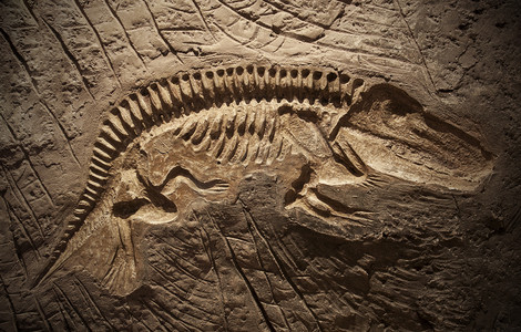 模型恐龙化石