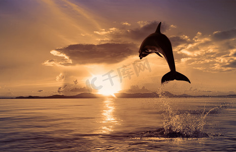 美丽从闪亮水跳跃的海豚