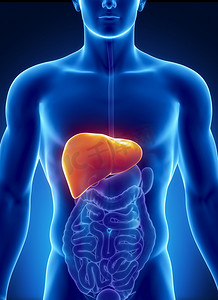 男性肝脏解剖与消化器官