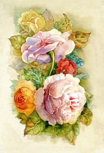水彩花卉集合: 玫瑰