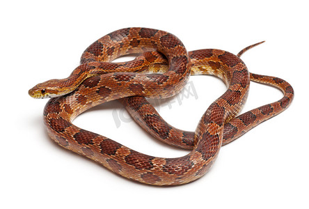 古典玉米蛇或红色老鼠蛇，pantherophis guttatus，在白色背景前