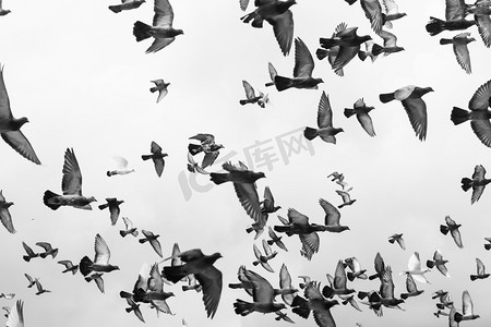 黑色和白色群众鸽子鸟在天空飞翔
