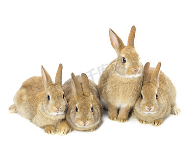 集团的青年坐在白色的金兔子