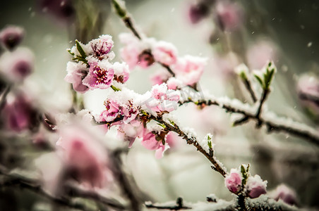 桃花桃子摄影照片_桃花在雪中绽放