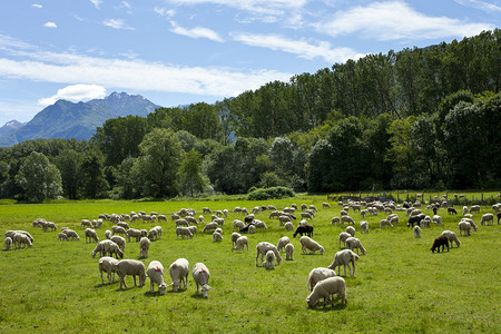 羊群放羊