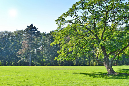 园内景观与绿树 