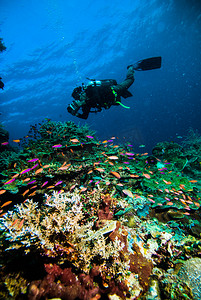 潜水员拍一张照片视频后珊瑚 kapoposang 印度尼西亚水肺潜水