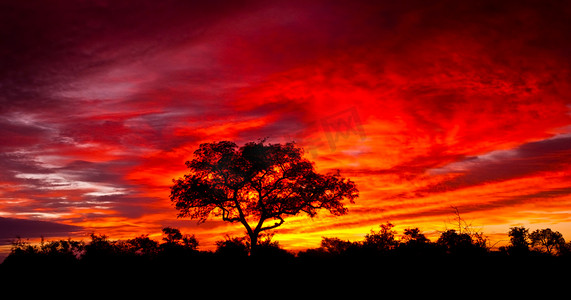 南非克鲁格国家公园的非洲日落