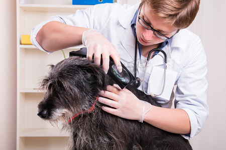 兽医检查狗的头发和寻找寄生虫