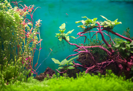 海底植物摄影照片_与植物和鱼类淡水绿色水族馆.