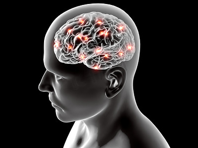 人体解剖摄影照片_人类的大脑神经元的解剖