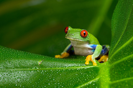 亚马逊红眼树蛙 (红眼蛙)