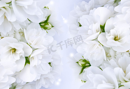宁明花山温泉摄影照片_美丽的白色茉莉花