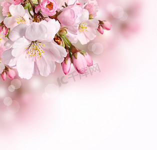 粉红春天开花边框背景