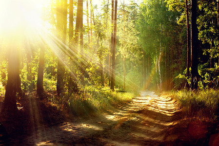 朦胧自然摄影照片_初秋美丽的风景，朦胧的老森林，有阳光照射，阴影和雾气