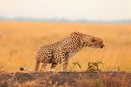 马赛摄影照片_在马赛马拉的雄性猎豹