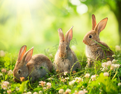 小三摄影照片_兔。艺术设计的可爱小复活节兔子在草地上