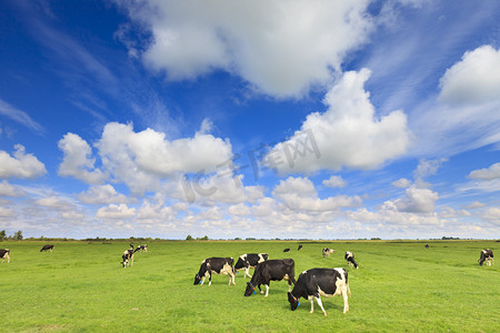 奶牛放牧在一个清新的绿色领域中