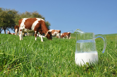 jug 打击群奶牛的牛奶。爱蒙塔尔地区瑞士