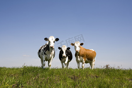 cow摄影照片_Dutch cow in the meadow