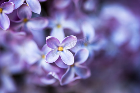 丁香花的遮掩