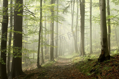 森林步道上朦胧的秋天的早晨