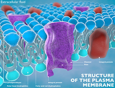 细胞的质膜的结构