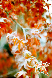霜在冬天红枫叶叶子秋天