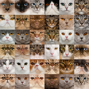 方形图像摄影照片_36 猫头的抽象拼贴画
