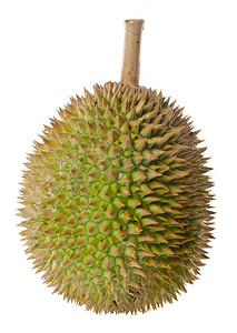 榴莲，水果东南亚地区背景上的国王.