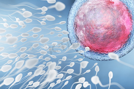 精子和卵细胞的例证