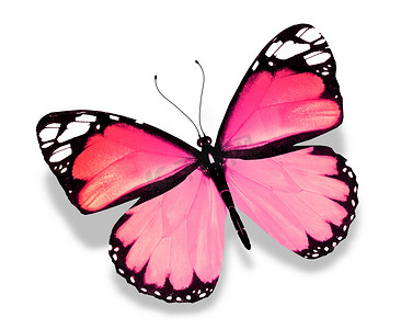 粉红色的蝴蝶，在白色背景上孤立