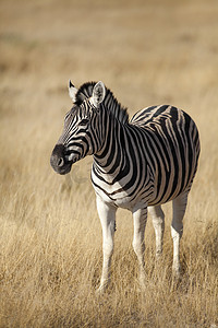 safari摄影照片_野生动物在 Safari 上找到