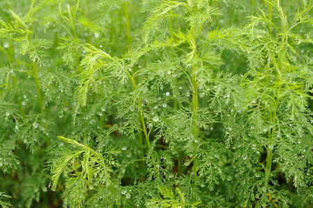 绿色青蒿 (蒿 Abrotanum) 植物