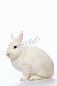 兔子摄影照片_兔子在白色背景上