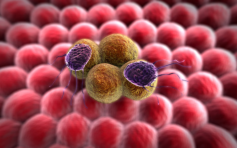 癌症细胞淋巴细胞