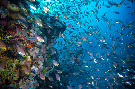 在红色的 sea.egypt 珊瑚和玻璃鱼