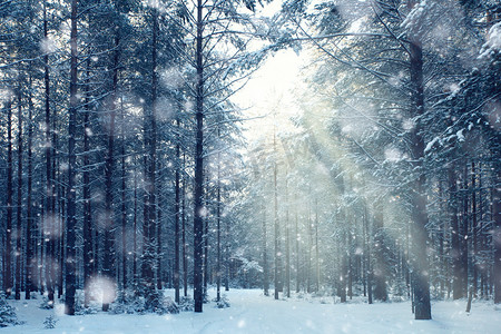 神奇冬季森林