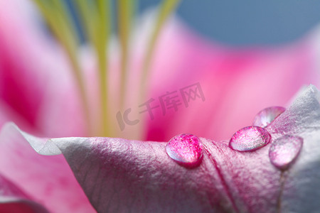 Abstract photo of petal with dew