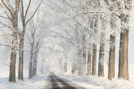 圣诞节的树摄影照片_冬天乡村道路除霜花树