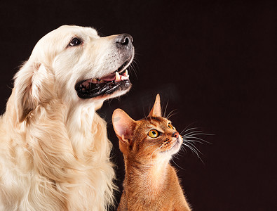 猫和狗，阿比西尼亚的小猫，金毛看的权利