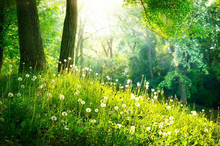 landschaft摄影照片_春天里美丽的风景。绿草及树木