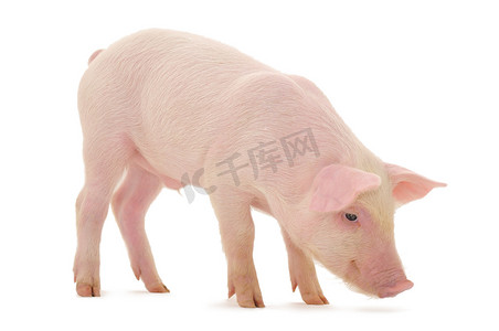 粉红小猪摄影照片_关于白猪
