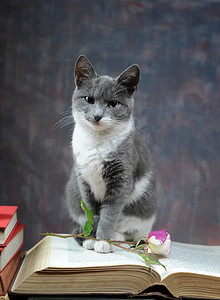 猫对书籍和鲜花摆出的姿势