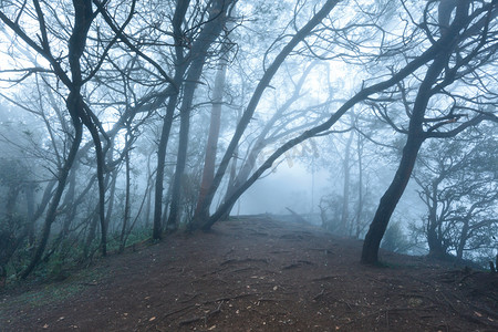 朦胧可怕森林在雾中
