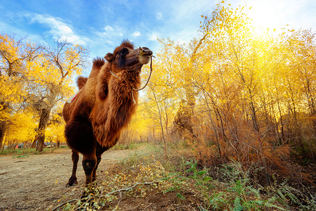 双12波普风摄影照片_骆驼和胡杨林