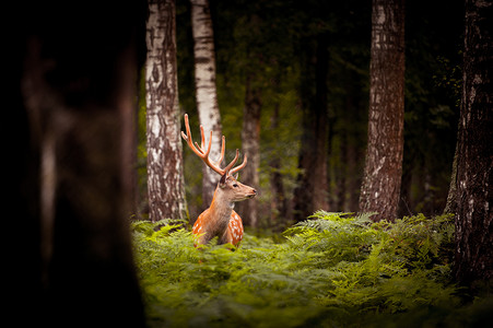 威马摄影照片_白尾鹿鹿在树林中的小鹿站