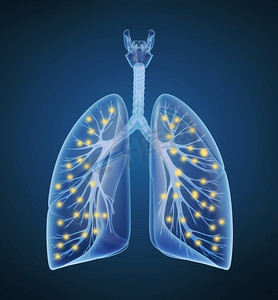 人类的肺和支气管和氧气在 x 射线视图中
