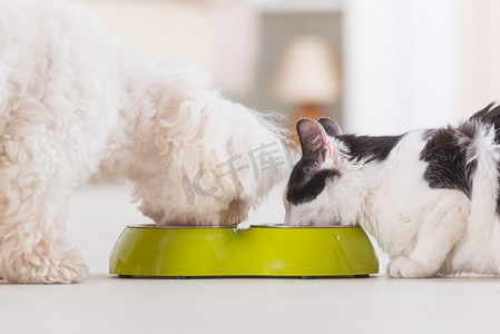 美丽的猫摄影照片_狗和猫从碗里吃的食物