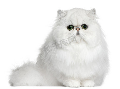 波斯语的猫，8 个月大，坐在白色背景前